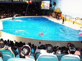 dubai delfinarium dubaj
