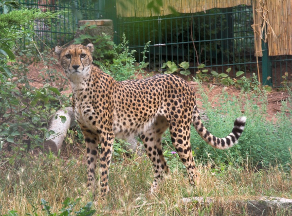 acinonyx jubatus soemmeringii