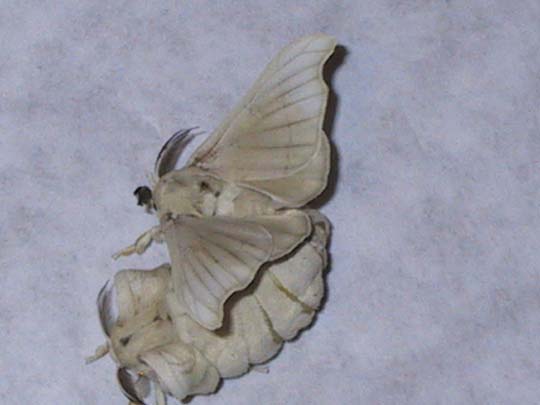 bombyx mori