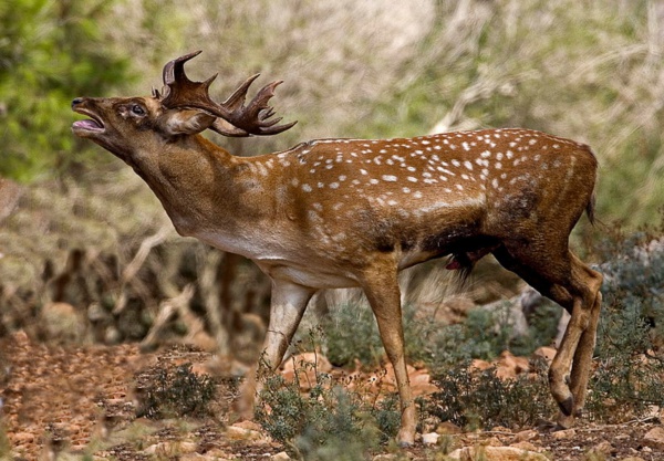 mesopotamischer damhirsch