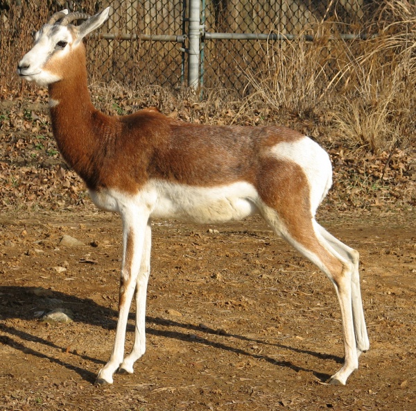 nanger dama