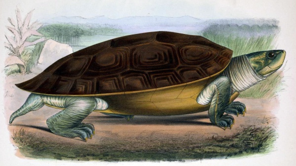 nordliche batagur schildkrote