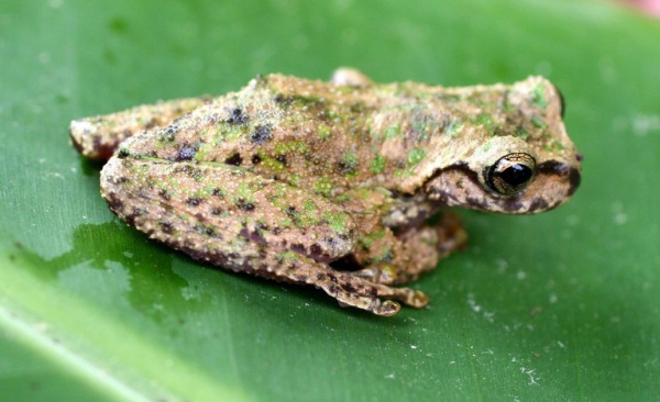 guatemala spikethumb frog