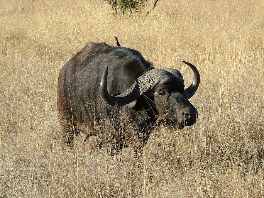 Cape (African) Buffalo, Bushcow