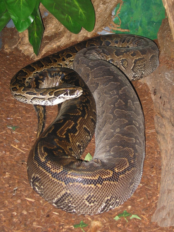 african rock python
