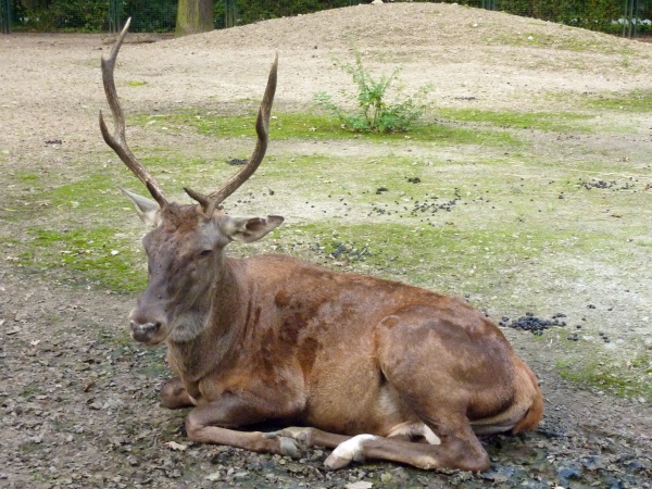 barbary stag