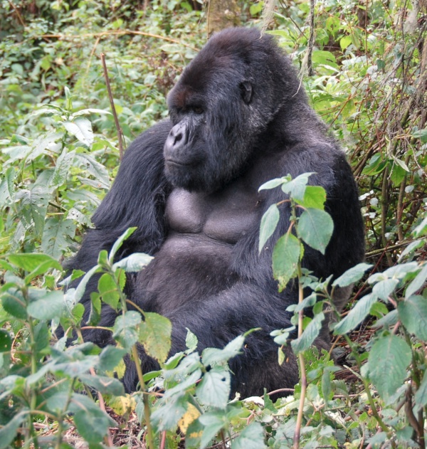 gorilla beringei beringei