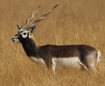 Hirschziegenantilope