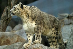 Schneeleopard