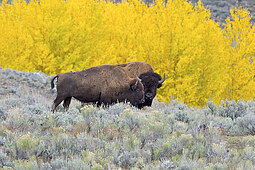 Amerikanischer Bison