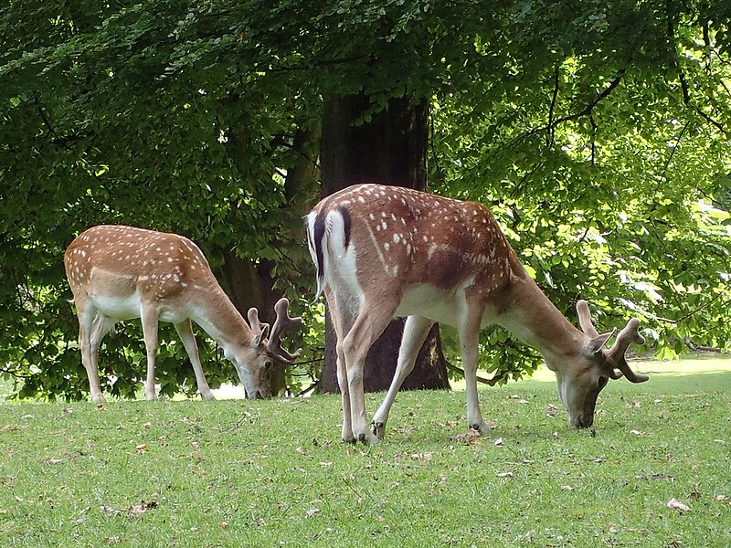 Marselisborg Deer Park