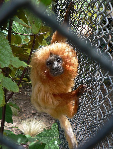 Wellington Zoo